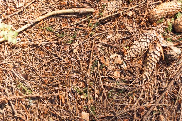 Cost of Pine Needles Removal in West Chester