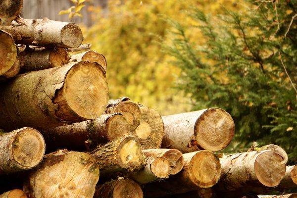 Wood Pile Removal in West Chester