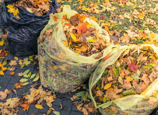 Yard Cleanup Service in West Chester