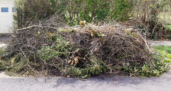 Tree Limb Cleanup in West Chester