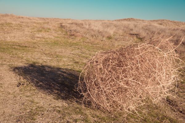 Tumbleweed Removal in West Chester