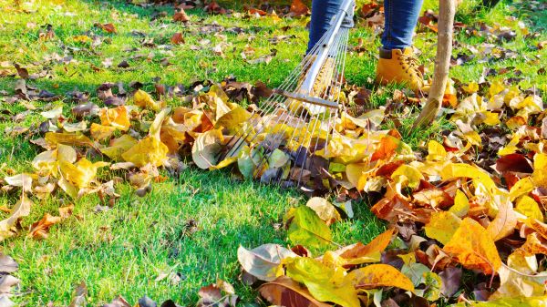 Lawn Cleanup Service in West Chester