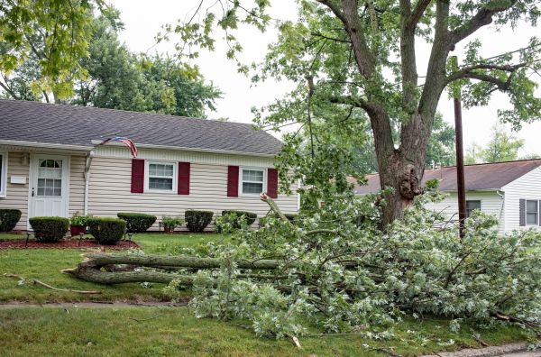 Fallen Branch Removal in West Chester